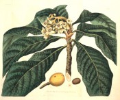 Figured are large lance-shaped leaves, small white flowers and large, plum-like yellow fruit.  Botanical Register f.365, 1819.
