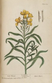 Illustrated is a shoot with long, tapering leaves and single yellow flowers.  Blackwell pl.179, 1737.