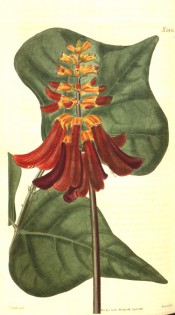 Figured are the broadly heart-shaped leaves and raceme of orange-scarlet flowers.  Curtis's Botanical Magazine t.2431, 1823.