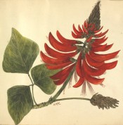 The illustration shows trifoliate leaves and spike of deep red flowers.  National Library of Australia.