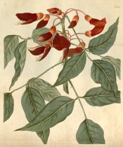 Figured are trifoliate leaves with elongated leaflets, and deep red flowers.  Curtis's Botanical Magazine t.2161, 1821.