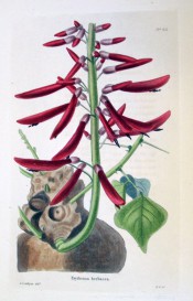 Show are trifoliate leaves, the knobbly, woody rootstock and deep crimson flowers.  Loddiges Botanical Cabinet no.851, 1824.