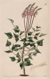 Figured is the whole plant, prickly, with trifoliate leaves and upright racemes of red flowers.  Botanical Register f.736, 1834.
