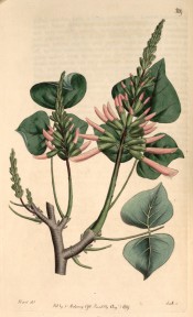 Figured is a flowering shoot with trifoliate leaves and upright raceme of pink flowers.  Botanical Register f.389/1819.