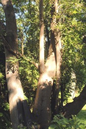 The photograph shows a mature tree at Camden Park.  The thin, greyish bark is clearly seen.  Camden Park.  George Taylor.