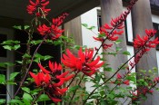 Illustrated are flowering spikes with bright vermillion flowers with Camden Park House in the background.  CM.