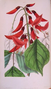 Illustrated are the obovate leaves and vermillion red flowers.  Botanical Register f.9, 1847.
