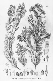 An uncoloured lithograph showing 3 plants  with flowers and flower details.  Flora Brasiliensis vol.14, part 2, pl.36/1840-1906.