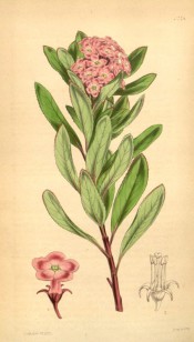 Figured are ovate, toothed leaves and terminal panicle of rose-coloured flowers.  Curtis's Botanical Magazine t.4274, 1846.