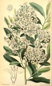 Figured are oval, finely toothed leaves and dense terminal panicle of white flowers.  Curtis's Botanical Magazine t.6404, 1879.