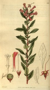 Illustrated are toothed, glossy leaves and panicles of tubular, dark pink flowers.  Curtis's Botanical Magazine t.2890, 1829.