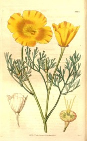 The image shows finely cut leaves and a deep yellow-orange, single flower.  Curtis's Botanical Magazine t.3495, 1836.