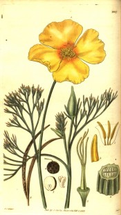 The image shows finely cut leaves, flower parts and a bright yellow, single flower.  Curtis's Botanical Magazine t.2887, 1829.
