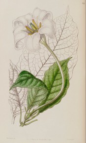 Figured are pointed, bright green leaves and a single long-tubed white flower. Botanical Register f.63, 1846.
