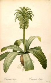 The figure shows bulb, strap-like leaves and greenish flowers topped with leaves.  Redoute? Liliac?es pl.175, 1802-15.