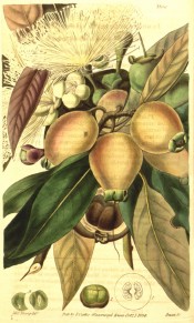 Illustrated are lance-shaped leaves, white flowers and ovoid, yellowish-white fruit.  Curtis's Botanical Magazine t.3356, 1834.