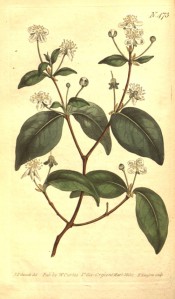 Figured are ovate-lance-shaped leaves and solitary white flowers at the base of shoots.  Curtis's Botanic Magazine t.473, 1800.