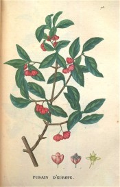 Illustrated are the dark green leaves and 4-lobed, clustered red fruit.  Saint-Hilaire Tr. pl.76, 1825.