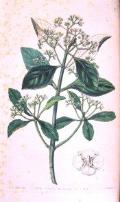 Illustrated are the toothed, obovate leaves and tiny white flowers.  Botanical Register f.6, 1844.