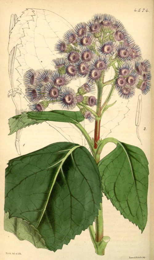 Hortus Camdenensis | Eupatorium sordidum Less.