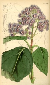 The image shows ovate, toothed leaves  and terminal corymbs of violet flowers.  Curtis's Botanical Magazine t.4574, 1851.