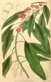 Shown are the glossy lance-shaped leaves and scarlet flower-like bracts.  Curtis's botanical Magazine t.3673, 1838.