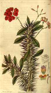 Figured is a very spiny stem, lance-shaped leaves and axillary cymes of red flowers.  Curtis's Botanical Magazine t.2902, 1829.