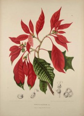 Figured are lobed leaves, bright red leaf-like bracts and tiny red flowers.  van Nooten.