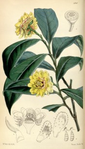 Illustrated are the glossy lance-shaped leaves and double yellow flowers.  Curtis's Botanical Cabinet t.4848, 1855.