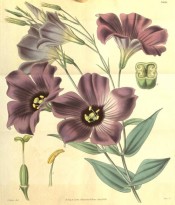 Depicted are lance-shaped leaves and upright, mauve-purple, trumpet-shaped flowers.  Curtis's Botanical Magazine t.3626, 1838.