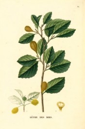 Illustrated are the elliptic, wavy-margined leaves and mature fruit.  Saint-Hilaire Arb. pl.37, 1824.