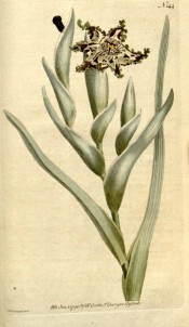 Shown are stem-clasping leaves and upward-facing, yellowish-brown, spotted flowers.  Curtis's Botanical Magazine t.144, 1791.