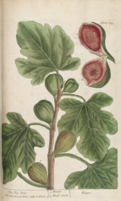 Figured are lobed leaves and ripe figs with green-brown skin and red pulp.  Blackwell pl.125, 1837.