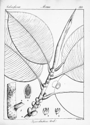 The line drawing shows the large broadly ovate leaves and details of figs.  Wight vol.2, p.663, 1840-53.