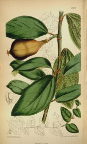 Shown are creeping stem, glossy ovate leaves and figs.  Curtis's Botanical Magazine t.6657, 1882.