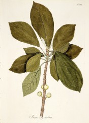 Figured are oval pointed leaves and unripe figs on the stem.  Jacquin Sch. vol.3, t.315, 1797-1804.