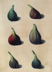6 figs are illustrated, all pear-shaped, the skin colour varying from green to purple. Pomona Britannica pl.75, 1812.