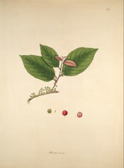 The image shows a flowering shoot with ovate, toothed leaves and details of the red fruit.  Roxburgh vol.3, pl.222, 1795-1819.