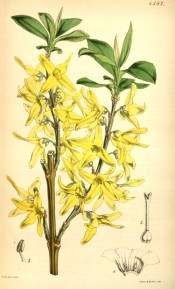 The image shows leaves and bright yellow flowers.  Curtis's Botanical Magazine t.4587, 1851.