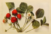 Figured is a strawberry with 3-lobed, toothed leaves, white flowers and roundish red fruits. Burbank p.89, 1914.