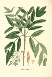 The image shows a twig with toothed, pinnate leaves and winged seeds.  Saint-Hilaire Arb. pl.32, 1824.