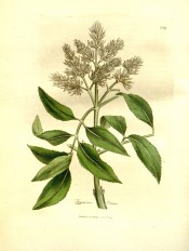 Figured are the pinnate, toothed leaves and panicle of creamy-white flowers.  Medical Botany p.589, pl.209, 1832.