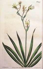 Figured are sword-shaped leaves and a zigzag stem,bearing many green flowers.  Curtis's Botanical Magazine t.1275, 1810.