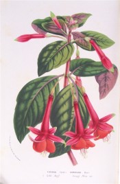 Figured is a fuchsia with long, scarlet-red tube and sepals and an orange corolla.  Flore des Serres f.1004, 1855.