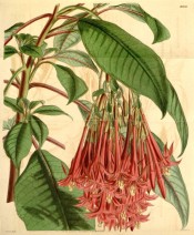 Figured are leaves and a raceme of narrowly funnel-shaped vermillion flowers.  Curtis's Botanical Magazine t.4000, 1843.
