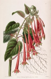 Shown are leaves and flowers with pink tubes, green-tinged red sepals and bright red corollas.  Botanical Register f.1, 1838.