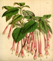 Figured is a fuchsia with long pink tubes and green-tipped pink sepals.  Curtis's Botanical Magazine t.4233, 1846.