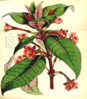 Shown are bright green leaves, red on reverse, and red flowers with white stamens.  Curtis's Botanical Magazine t.4375, 1848.