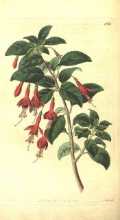 Depicted is a flowering shoot with rounded, pendant flowers, sepals scarlet, corolla purple.  Botanical Register f.1062, 1827.