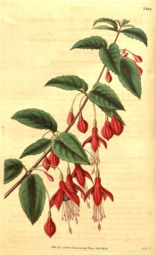 Depicted is a flowering shoot with rounded, flowers, sepals scarlet, corolla purple.  Curtis's Botanical Magazine t.3364, 1834.